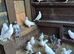 25Mix Pigeons and raising