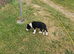 border collie puppies