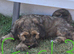 Tibetan Terrier puppies READY NOW