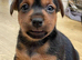 Jack Russell puppies