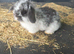 Mini lops ready to reserve