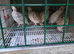 Bobwhite for sale