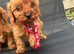 Cavapoo