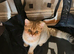 &pound;450 1 male left Golden Chinchilla Scottish  &ndash; Teddy Bear Faces in London