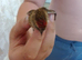 goldfinch mule