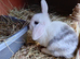 2 x baby rabbits