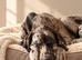 *Unproven Stud* KC registered Merle Great Dane 17 months