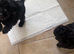 Miniature Labradoodle