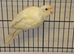 Cream Kakariki
