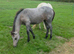 Beautiful connemara Filly