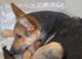 14week old German shepherd