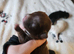 Chihuahua puppies