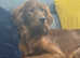 KC reg Irish Setter - Working Lines