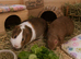 Bonded male pair of guinea pigs with cage