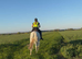 Beautiful Grey 16.2 warmblood mare