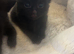 Kittens for sale