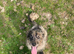 2 stunning German Shepherd cross poodle