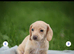 Cream Miniature Smooth Haired dachshunds Ready for their forever homes