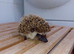3 Pygmy Hedgehogs Avalible 8 weeks old