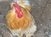 Bantam cockerels in need of new homed