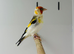 Siberian goldfinch