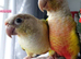 Pineapple Conure and Torquise conure for sale