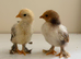 15 Pekin bantam chicks