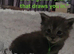 TICA Maine Coon Boy Last Kitten Available.
