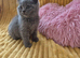 From pedigree parents with champs in line, BSH kittens