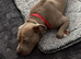 Staffy for sale