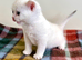 Copper Silver British Shorthair Male