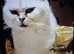 Beautiful bsh female