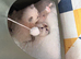 Gorgeous 5 kittens