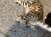 Bengal kittens