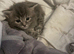 Ragdoll cross Norwegian forest cat