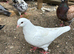 King Pigeons for Sale in Harlow