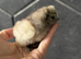 Week old silkie chicks