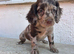 Female cocker spaniel