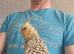Cockatiel chicks hand tame