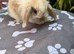 X8 baby mini lops