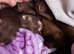 Polecat kits for sale