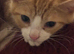 The Most Adorable Fluffy Fur Babies