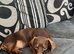 7 months old Dachshund chocolate tan