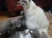 Kittens for sale