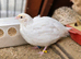 Celadon Quail