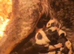 AUSTRALIAN CATTLE DOG X COLLIE PUPPIES