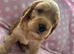 Extensively Health Tested Parents, Beautiful Pups!