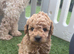 Cockapoo puppy&rsquo;s
