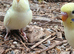 Young Budgies Unsexed