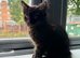 Maine coon kitten